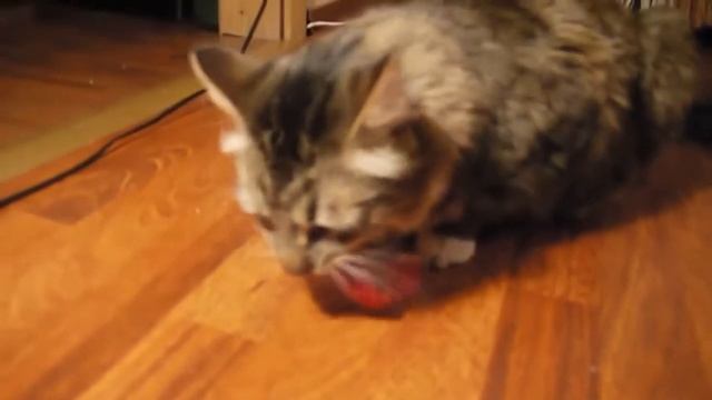 Гурманы.  Foodies. Cats. Кошки. Смешные и забавные животные.