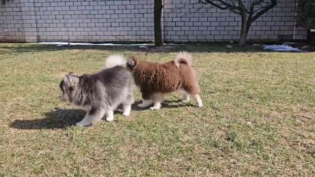 помски