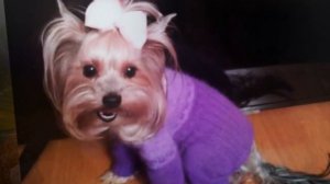 Комбинезон с шапкой из пуха норки для собаки