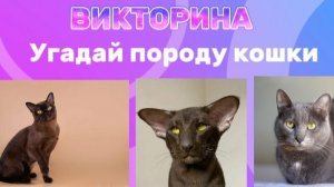 викторина,, УГАДАЙ ПОРОДУ КОШКИ " скорее смотрите!))🐈⬛
