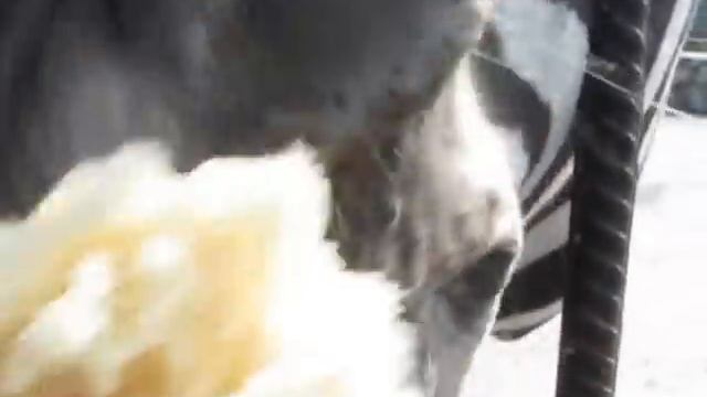 Кривляющаяся зебра смотреть онлайн