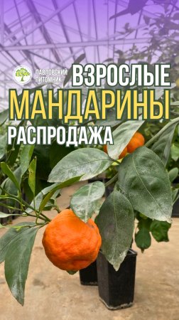 Мандарины для домашнего выращивания | Павловский питомник