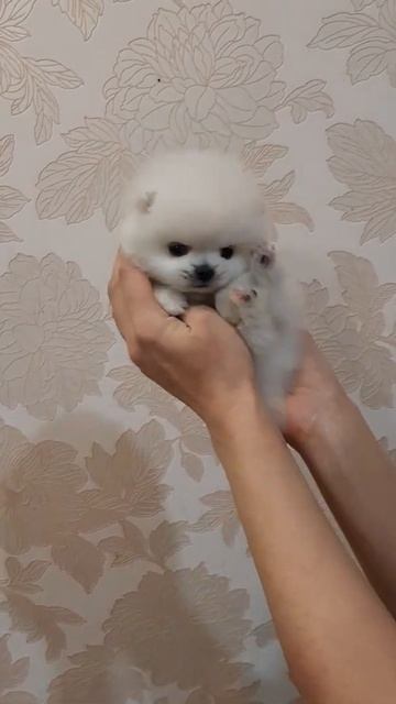 Померанский шпиц белая девочка 1.5 месяца смотреть онлайн