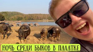 Жизнь без отелей! Кемпинг у озера в Таиланде с дикими животными 🌿