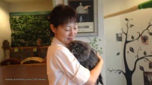 Смешные совы / Funny owls