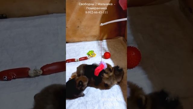 Шпиц Померанский. Мальчики ( ПРОДАЖА) 8-912-66-45-111 смотреть онлайн