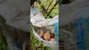 01.05.25.  Бельчонок и грецкие орешки в кормушке лодочке