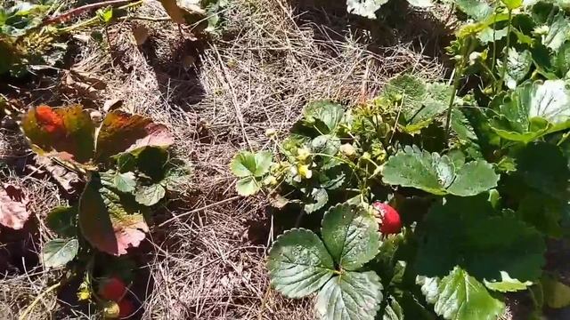 🍉Урожай 2024🏡Домик в деревне