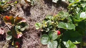 🍉Урожай 2024🏡Домик в деревне