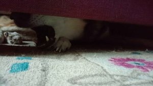 Лапы помоем?