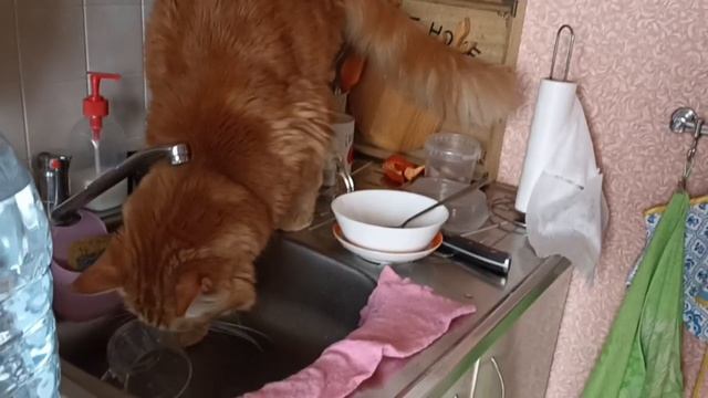 В миске вода не та, а вот из кружки, тазика или вазы это другое мяу