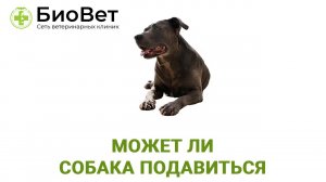 Может ли собака подавиться