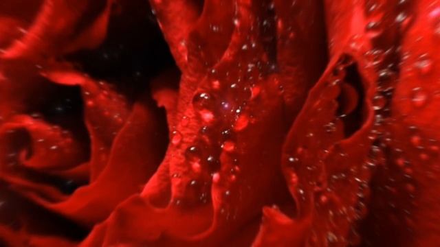 Червона троянда-квітка кохання. Гарна пісня про долю двох, яким не бути разом. смотреть онлайн