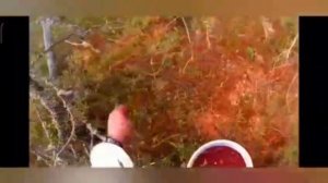 Как наша избушка попала на первый канал. Никакого криминального прошлого наша избушка не имеет