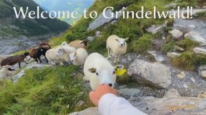 Гриндельвальд - Самая красивая деревня Швейцарии 🇨🇭 Пешеходная экскурсия