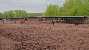 В конный клубе «Лаир» пришла весна…. Долгожданное время!