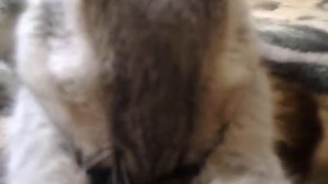 кот-сосун смотреть онлайн