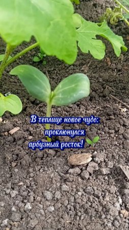 Очередное чудо в моей теплице, сам вырос росток арбуза #садидача #растения