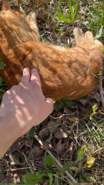 Как можно быстро разбудить кота #shorts #кошки #кот смотреть онлайн