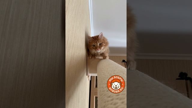 Котодромы от Мы Бобры -лучшее решение для жизни кошек
