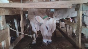 Сыроварня на ферме Нюся, озеро Охотничье и Синапский пруд