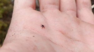 строю ДОМ В ЛЕСУ своими руками часть 2!ДОМ В ГОРЕ