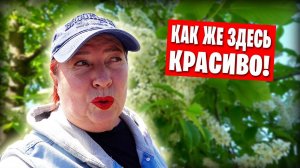 Цветущий Донецк / Прогулка в парк Щербакова / Зацвела сакура и магнолия