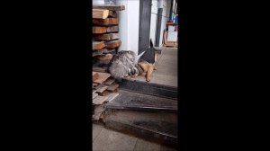 Собака. Кот. Том и Кос