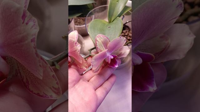 моя красавица орхидея цветет с нового года 😍и не собирается даиамфиииарь 😍#орхидеи #фаленопсис