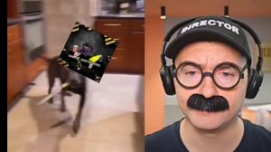 Крутой пингвинёнок 105к меня урыл