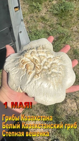 Грибной сезон продолжается! Белый-казахстанский гриб в Талдыкоргане 01.05.25