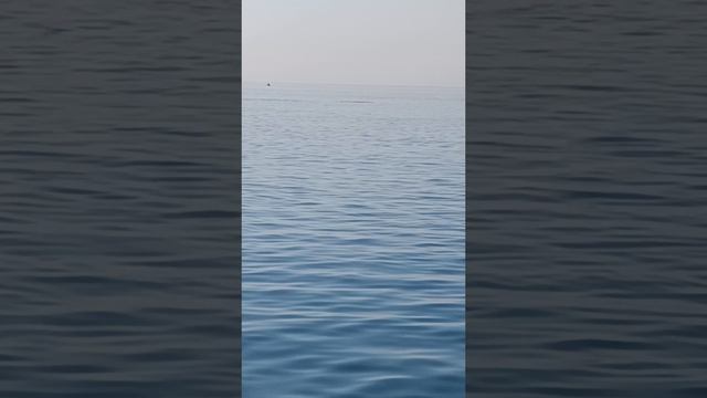 АБХАЗИЯ. ПЛАВАЕМ С ДЕЛЬФИНАМИ.