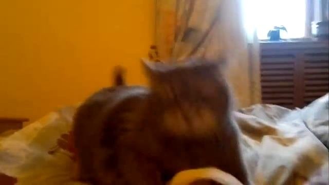 Прикол . Злой Кот !