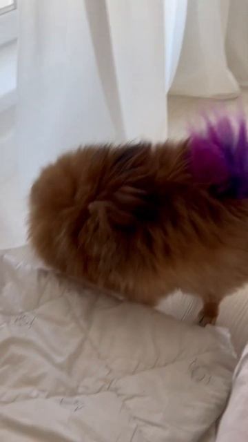 Собака ложится спатьdog шпиц собака pets pomeranian funny