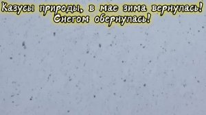 Казусы природы, в мае зима вернулась! 
Снегом обернулась! Премьера песни!