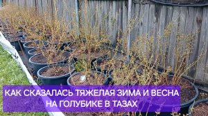 Голубика после тяжелой зимы и весны. Цветочные почки. Обрезка.