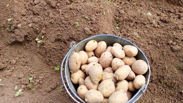 Как правильно сажать картофель, чтобы был большой урожай! Новый способ посадки картофеля