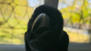 Птица собутыльник