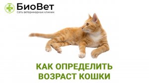 Как определить возраст кошки