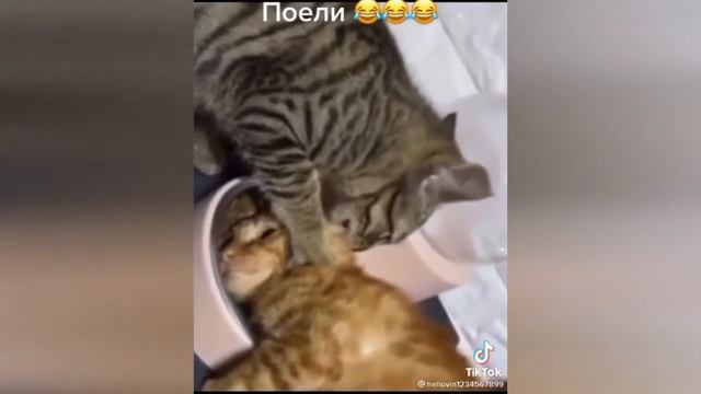приколы тик ток 2021 | 5 минут смеха | приколы | подборка №21