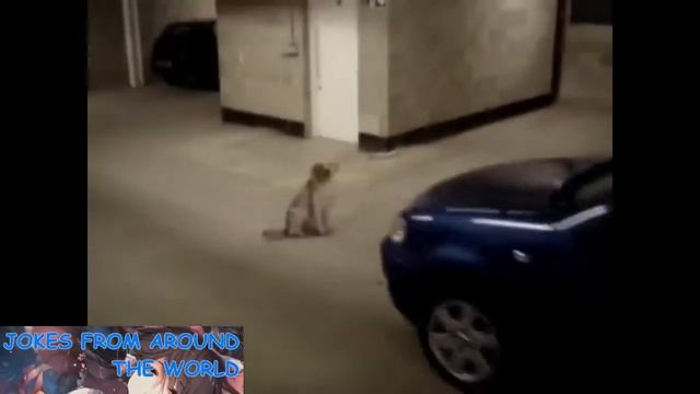 JOKES FROM AROUND THE WORLD 31 / RUSSIAN EDITION / Лучшие приколы +18