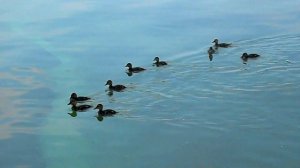 Футаж За ВДВ! Прикольные Футажи на День ВДВ. Забавное Видео ко Дню ВДВ. Видеофутажи