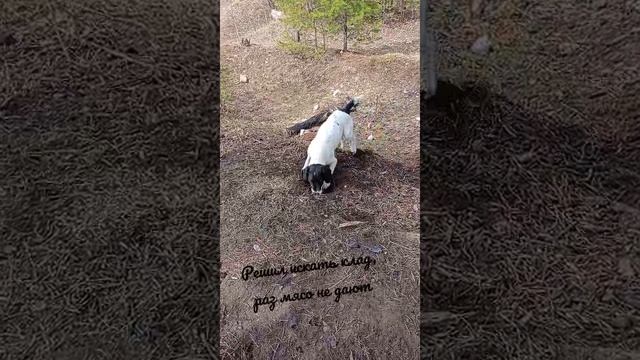 Георгий черноголовкин на шашлыках! смотреть онлайн
