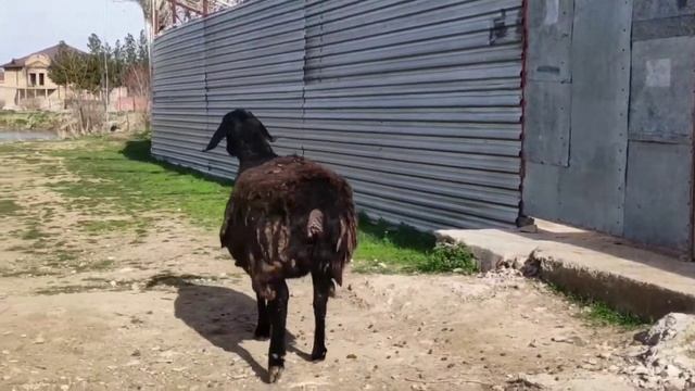 Буаз койлар сатылады 1 тумасы  946687779