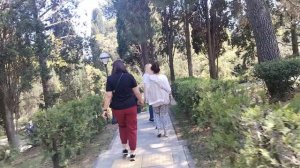 Пион древовидный