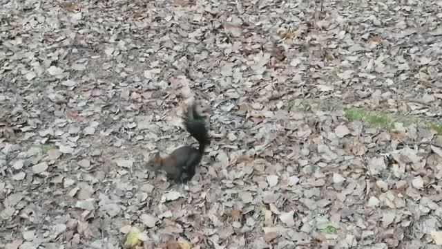Белочка в городском парке. Южно-Сахалинск.mp4