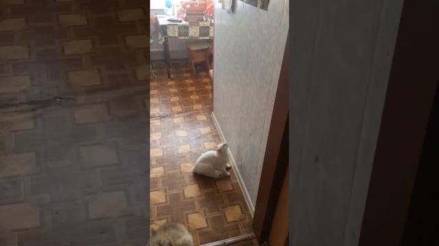 Шпиц Мишка и кошка попрыгунья смотреть онлайн