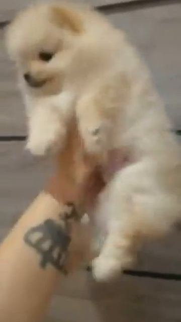 ID 11882 Шпиц мальчик-красавчик кремового окраса смотреть онлайн