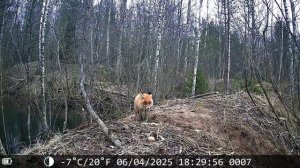 Утки очень недовольны лисой