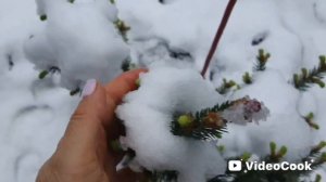 21. 😱 НУ И ШУТОЧКИ ПРИРОДЫ!! 2 МАЯ 2025